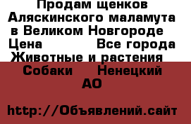 Продам щенков Аляскинского маламута в Великом Новгороде › Цена ­ 5 000 - Все города Животные и растения » Собаки   . Ненецкий АО